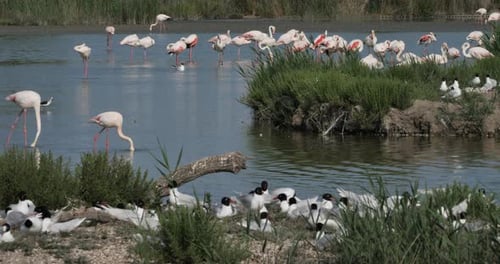 Un troupeau de goélands méditerranéens (Ichthyaetus melanocephalus) pendant la période d'incubation des œufs, Camargue