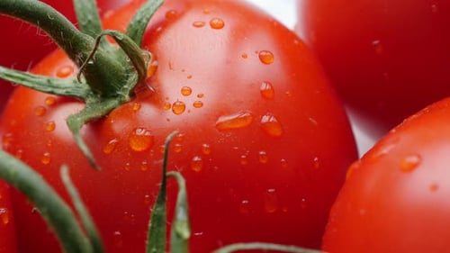 Fresh Tomatoes with Water Droplets, Close Up View