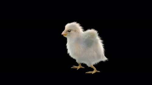 Realistic 3D Baby Chick Walking Animation on Alpha