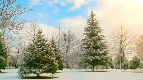 Evergreen Trees Covered in Snow on Winter Day