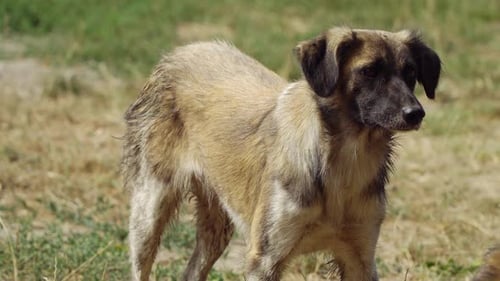 Un chien errant se tient debout et se lèche les lèvres