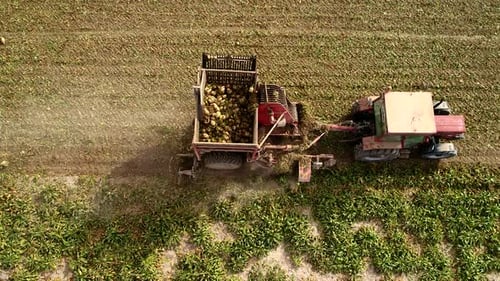 Agriculture, Harvesting Sugar Beets