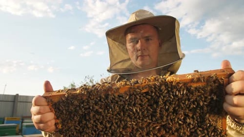 Beekeeper Looks Frame From a Bee Hive for Honey