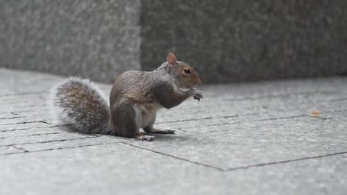 Adorable Squirrel Close Up. New York 9 11 Memorial Monument and Museum, USA