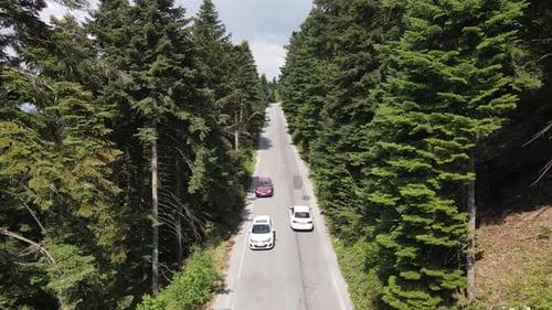 Asphalt Road Forest