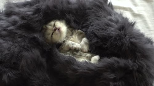 Adorable Kitten Sleeping Peacefully in Gray Bed
