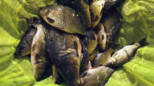 Carpa de peixe viva e cruciana mente e salta na rede do pescador