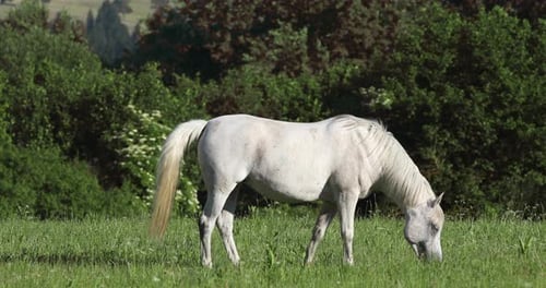white horse is grazing in a spring meadow