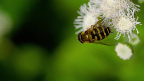 Striped Fly on White Flower Close Up