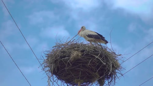 Weißstorch im Nest.