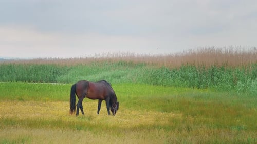 Horse grazing in a meadow