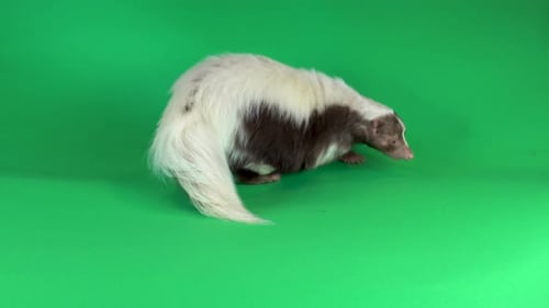 Nettes kleines Stinktier auf grünem Hintergrund