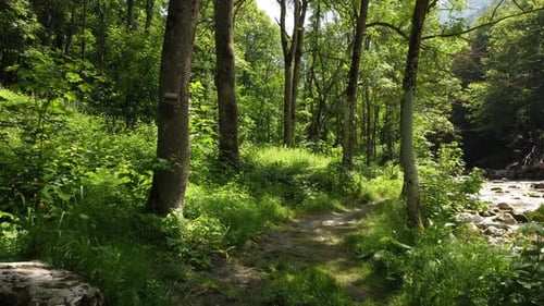 Summer Mountain Path in the Forest, Outdoor Adventure