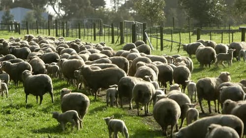 A flock of wooly, white sheep in a green field, on a sunny afternoon