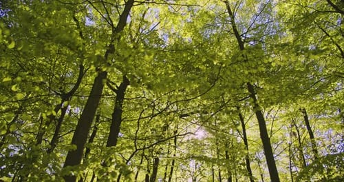 Sun Glare, Forest Trees and Branches on a Beautiful Day