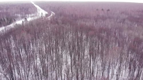 Winter Frozen Forest