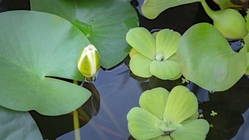 Water Lily Bloom Time-Lapse