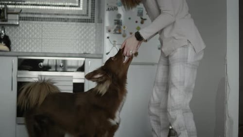 Woman Plays With Her Pet Dog At Home