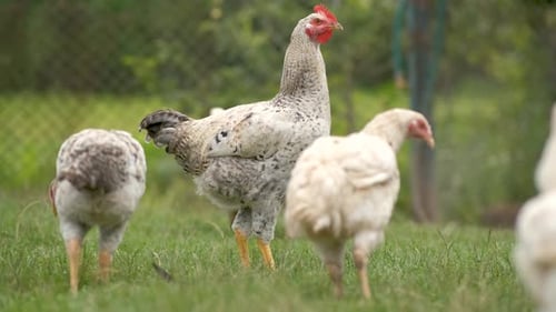 Domestic chicken walking on green grass feeding on rural eco farm.