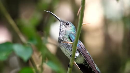 Weißhals-Jacobin-Vogel streckt seine Zunge heraus