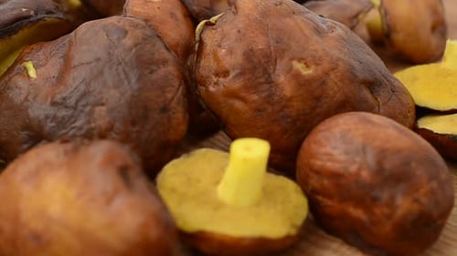 Suillus 11