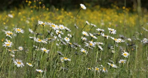 spring daisy marguerite flower field