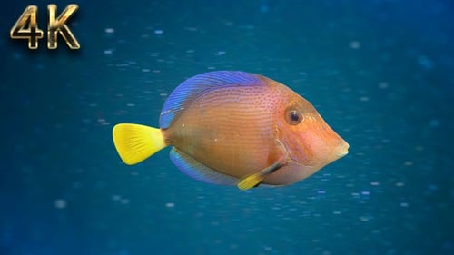 Fische V06 - 4K