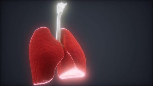 3d Animation of Human Lungs