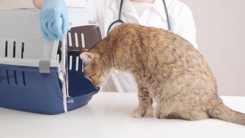 Ginger Cat Entering in Carrier Box in Veterinary Clinic