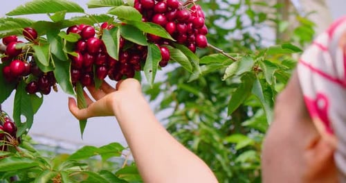 Farmer Hand Picking Sweet Cherries