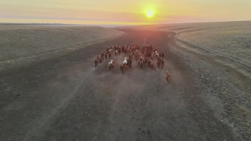 Wild Horses Running. Herd of Horses, Mustangs Running on Steppes To River. Hdr Slow Motion