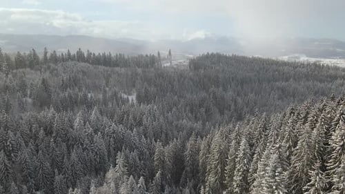 Winterlandschaft mit Sprottenbäumen aus schneebedecktem Wald in kalten Bergen