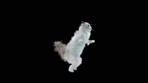 Katze tanzt HD