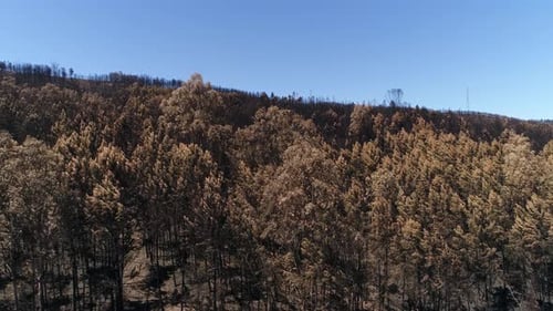 Burning forest. Climate change, ecology, earth
