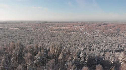 Frozen Forest
