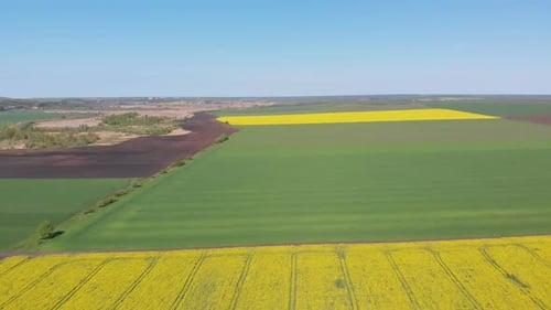 Aerial Drone View of Yellow Canola Field. Harvest Blooms Yellow Flowers Canola Oilseed