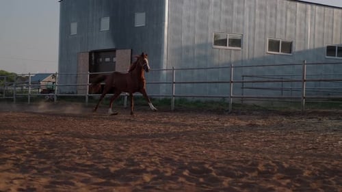 Horse Galloping Freely in a Rural Paddock