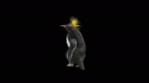 3D Animated Macaroni Penguin Walking on Black Background