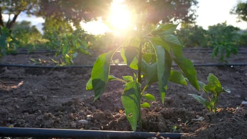 Pepper Seedlings Growing in a Field at Sunset