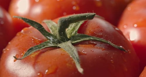 Gros plan de tomates fraîches