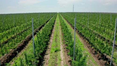 Planting Fruit Trees From a Bird's Eye View