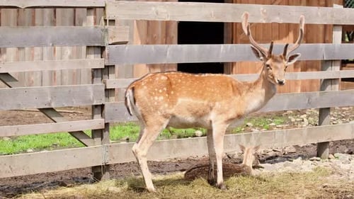 Ein junger Hirsch steht im Zoo und schaut in die Kamera