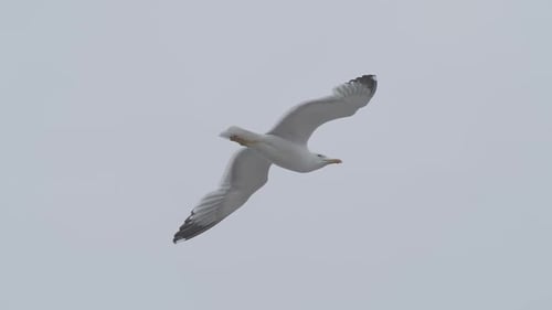 Möwenvogel genießt seinen Flug.