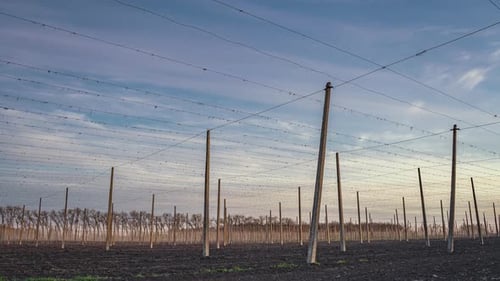 Tranquil Farm Field at Sunset