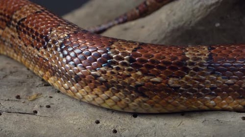 Coronella Brown Snake Crawling on Wooden Snag at Black Background. Close Up