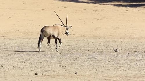 L'antilope Gemsbok Oryx adulte mâche du lait caillé dans du sable sans traits du Kalahari