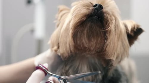 Professioneller Haarschnitt und Hundepflege Yorkshire Terrier im Pflegesalon