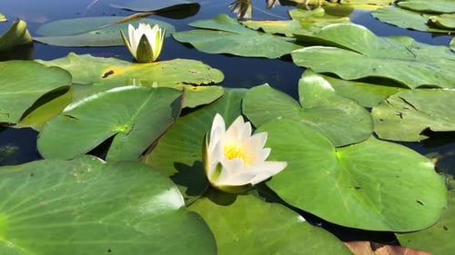 White Water Lilies Blooming on Lily Pads