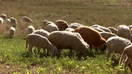Group of Sheep Eats Grass.