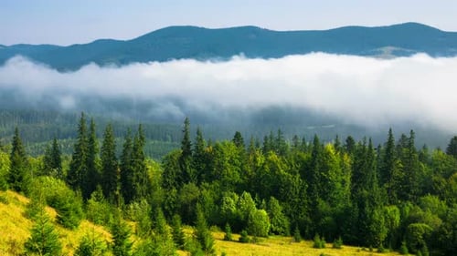 Fog Flowing Through Green Forest Landscape Time-Lapse